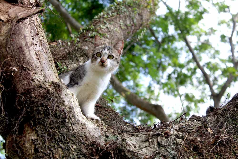 gato olhando algo de longe