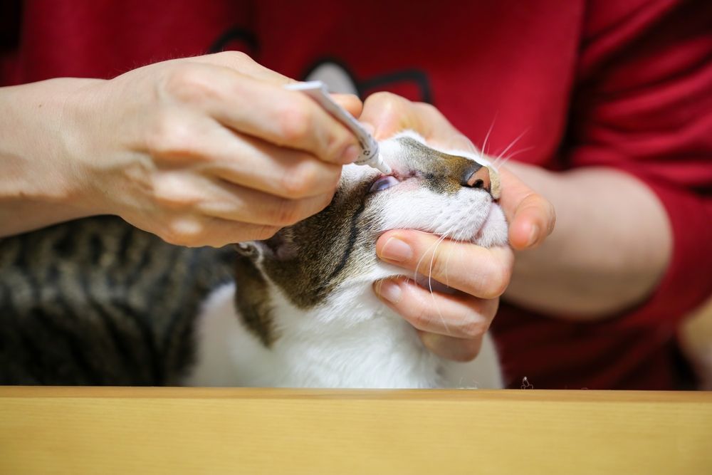 Terramicina para gatos: dono de gato aplicando pomada ocular em seu gato