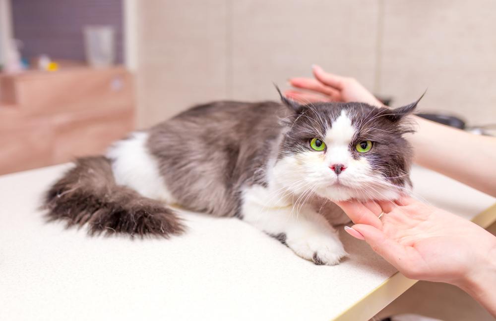 Proprietário de gato consultando um veterinário sobre medicação