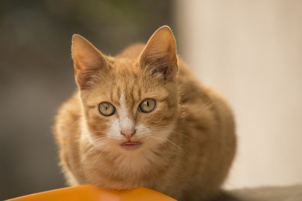 arroto pequeno de gato