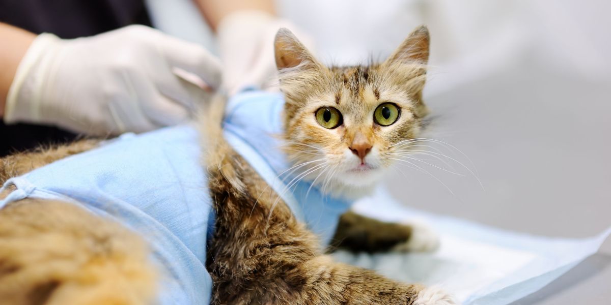 cirurgia de esterilização de gatos