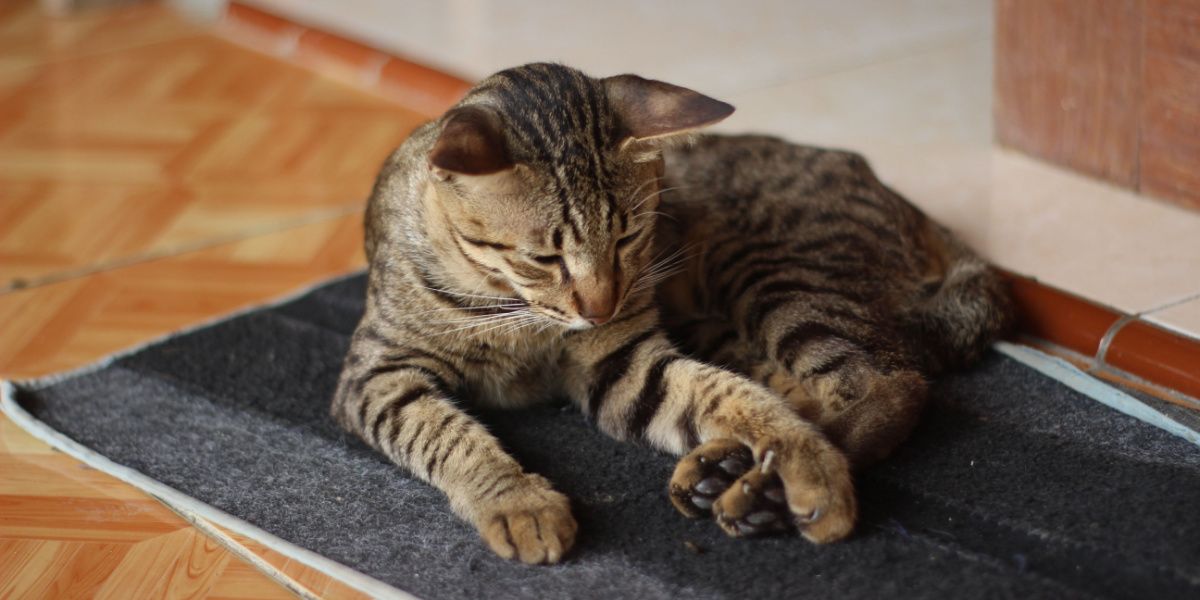 Gato com artrite descansando confortavelmente em um capacho