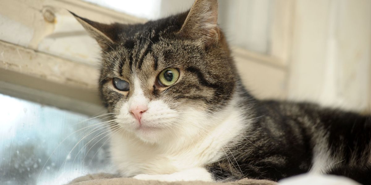 Fotografia de um gato com catarata visível em um olho, ilustrando uma doença ocular que afeta a visão felina