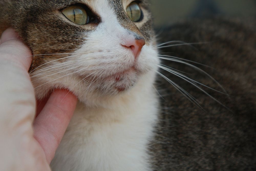 Gato com acne visível no queixo