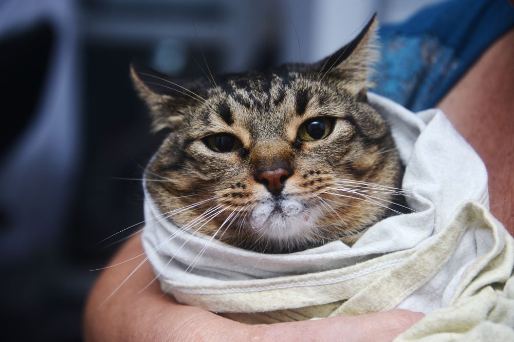 Gato enrolado confortavelmente em uma toalha, preparando-se para a administração de medicamento líquido