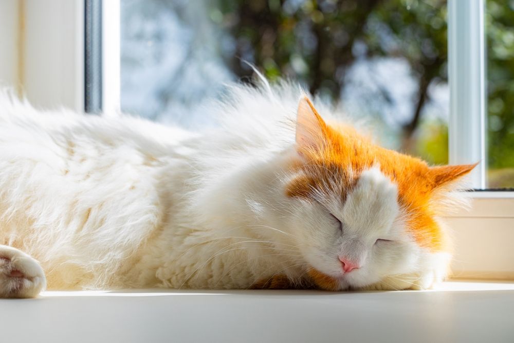 Gato doméstico dormindo pacificamente no parapeito da janela, imerso em um sono sereno enquanto emoldurado pela luz natural