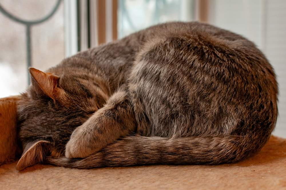 gato listrado cinza dorme com o focinho coberto por uma pata