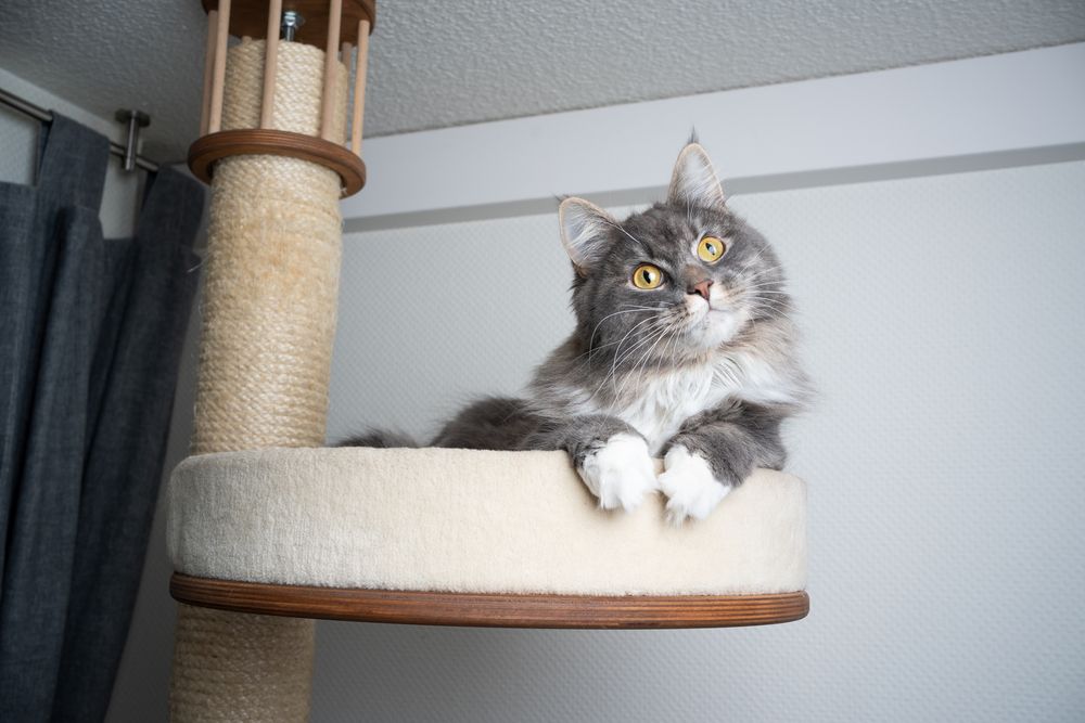 Gato Maine Coon de cabelos compridos, cinza e branco, descansando em cima de um poste para arranhar, inclinando a cabeça em uma pose encantadora