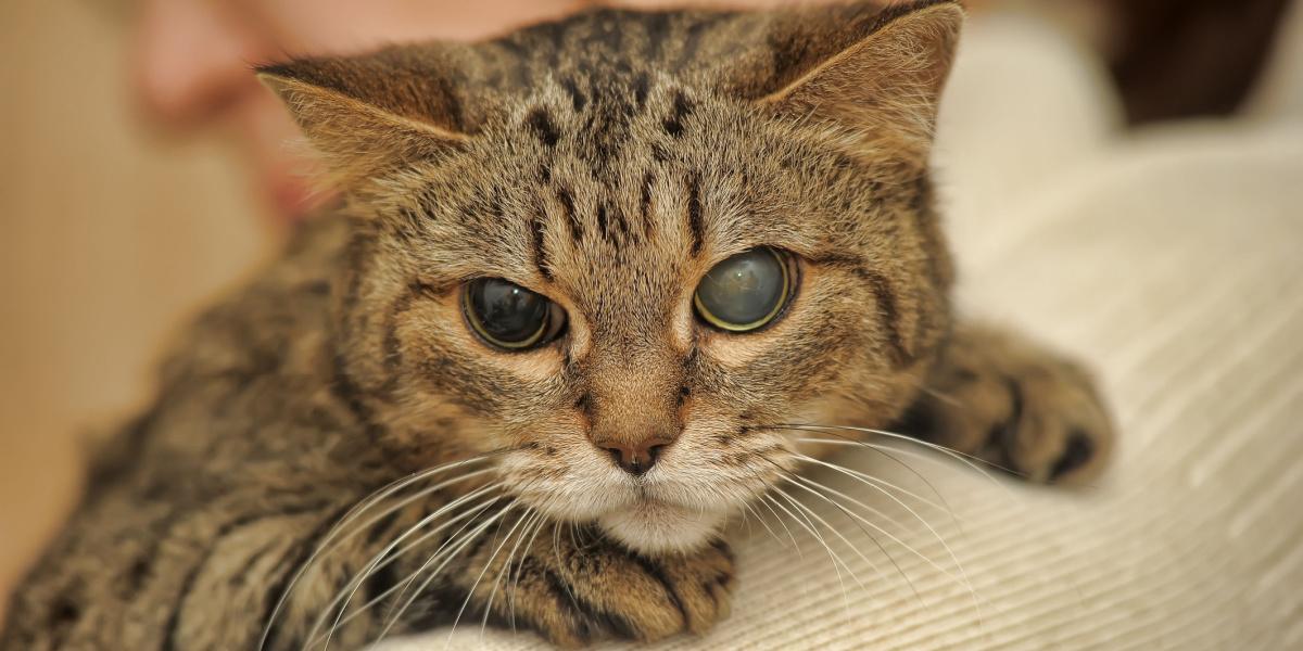 Gato meio cego, exemplificando a resiliência e adaptabilidade dos gatos diante dos desafios.