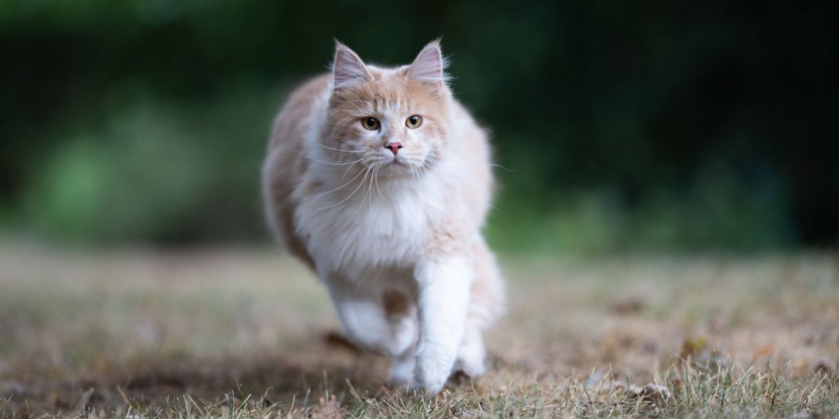 Gato Maine Coon ativo em movimento, passeando por um jardim com ar de curiosidade e exploração