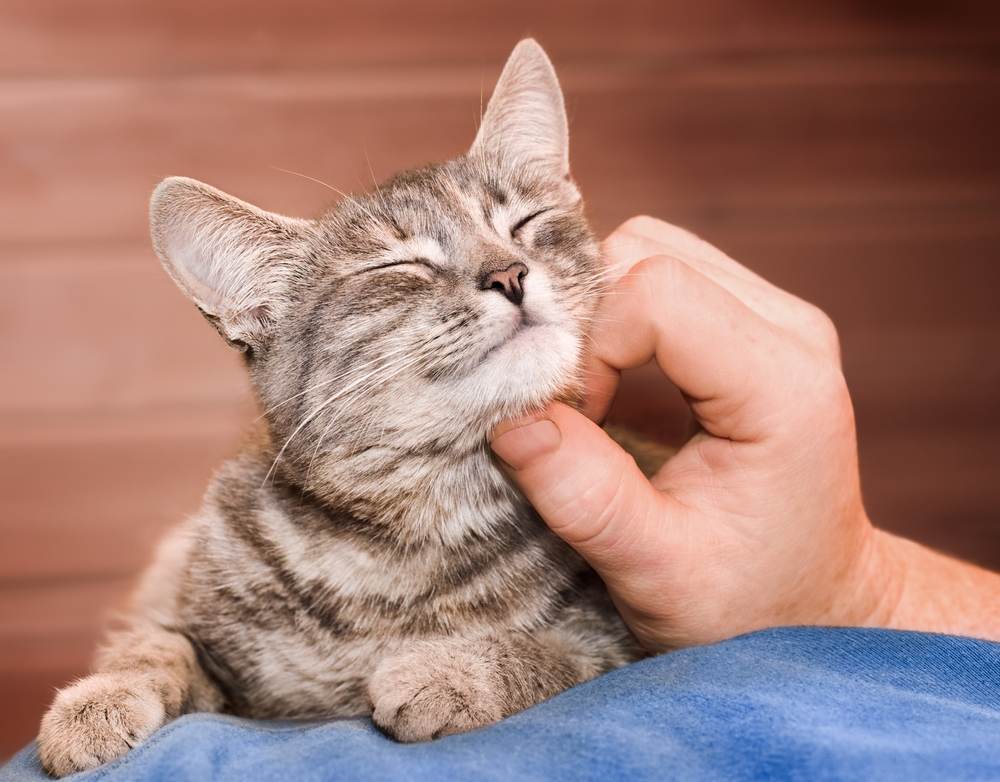 Imagem de mãos masculinas acariciando suavemente um gato doméstico