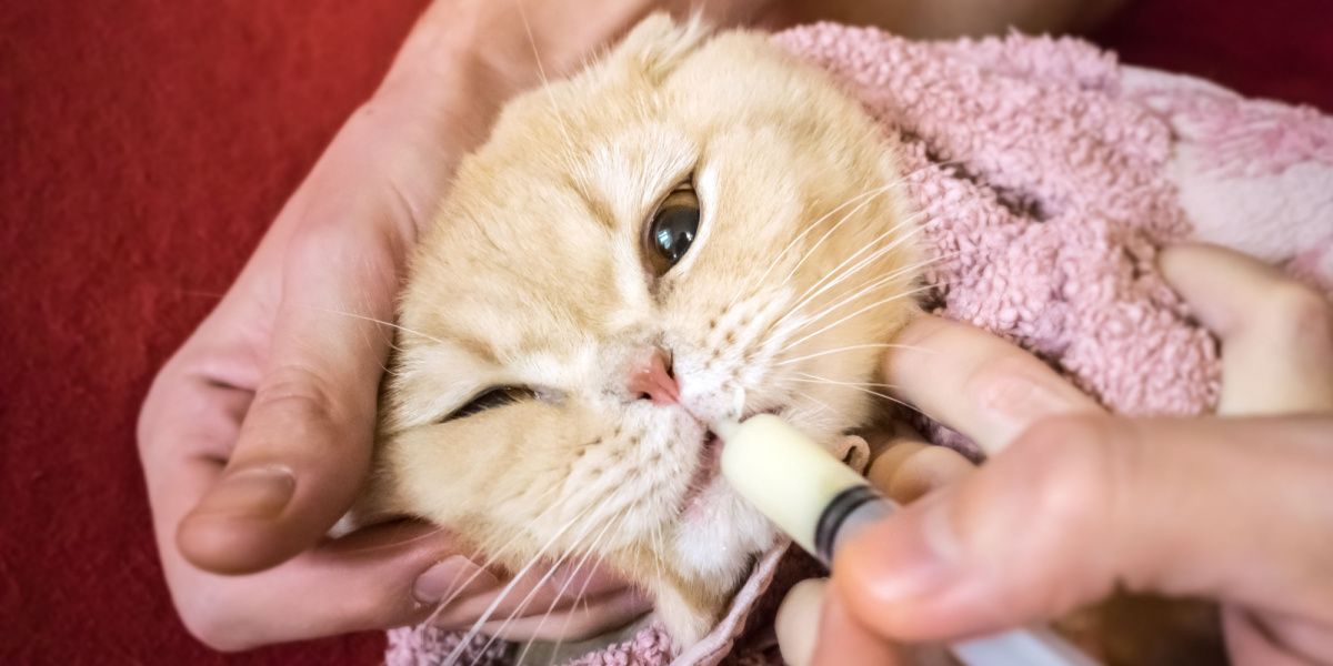 Mão de homem administrando gentilmente remédio a um gato escocês enrolado em uma toalha usando uma seringa