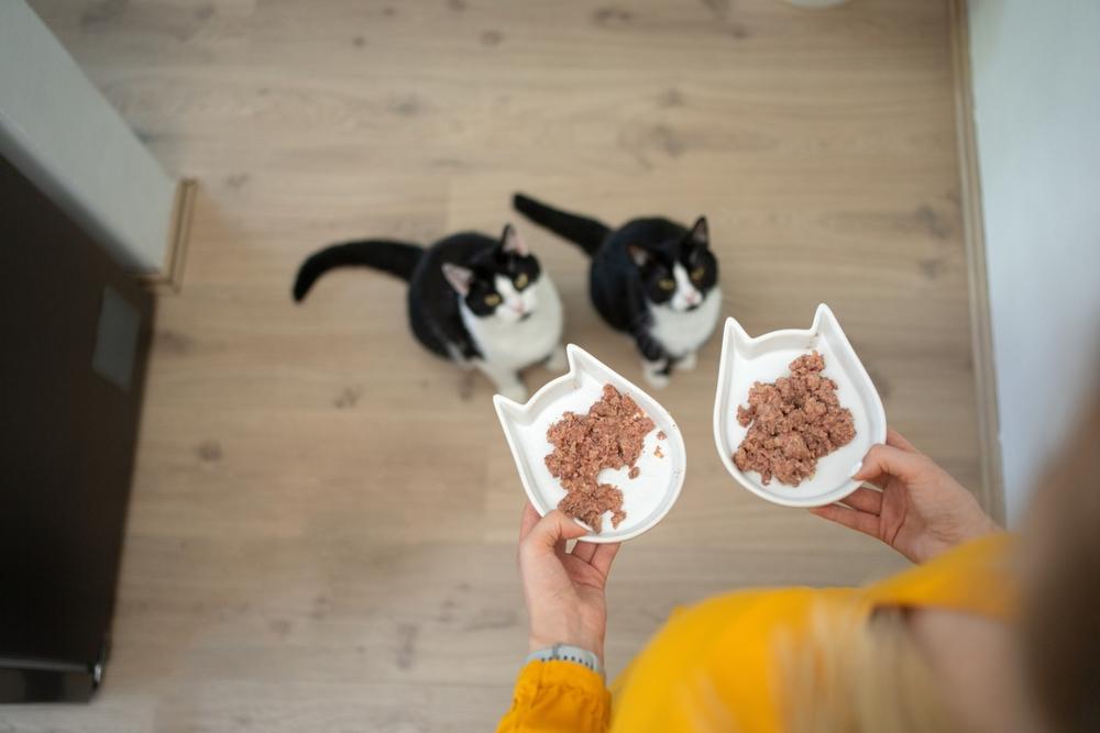 Proprietário segurando duas tigelas de comida cheias de ração para gatos molhada