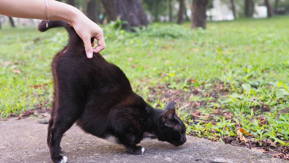 dono arranha a base do rabo do gato