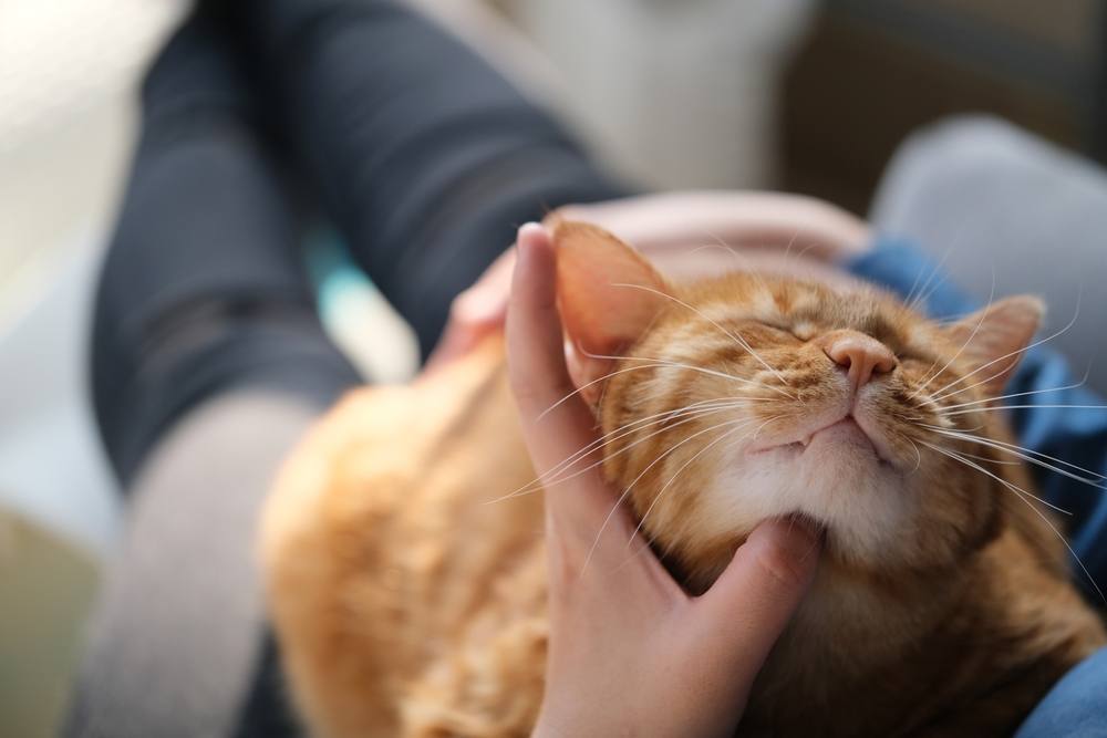 a mão do dono faz cócegas no gato malhado marrom