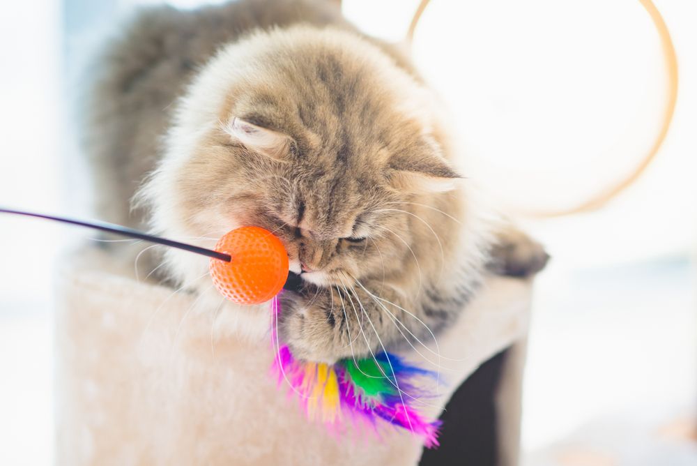 Gato persa brincando energicamente com um brinquedo em uma torre de gato