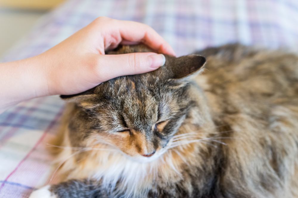 acariciando o gato maine coon na cama