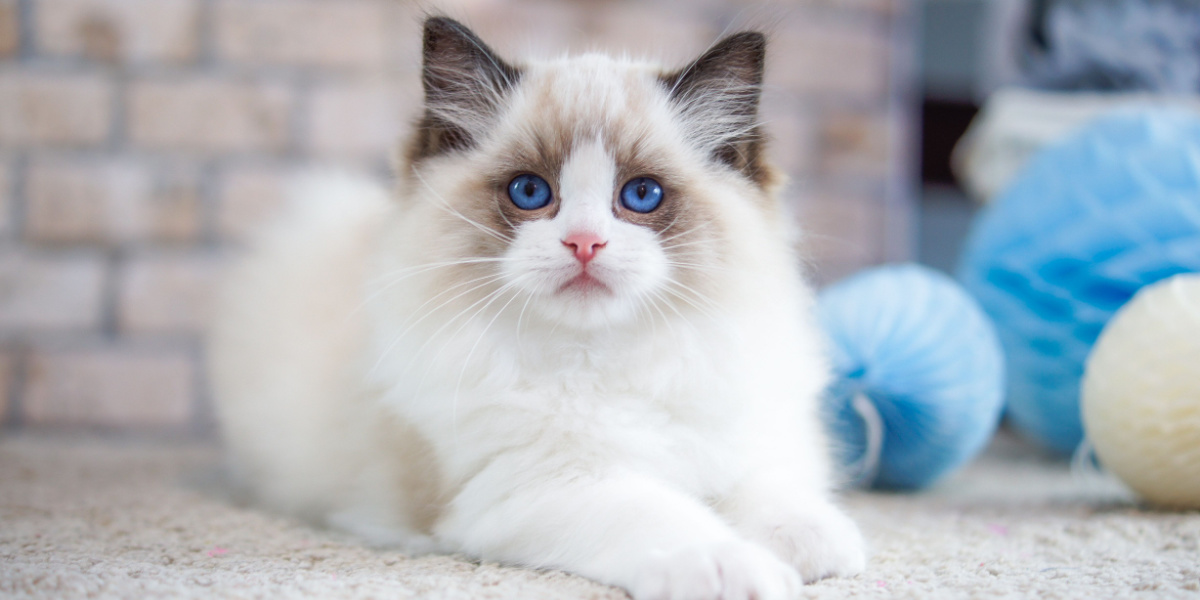 Gato Ragdoll sentado ao lado de um brinquedo de gato, apresentando um felino tranquilo e curioso