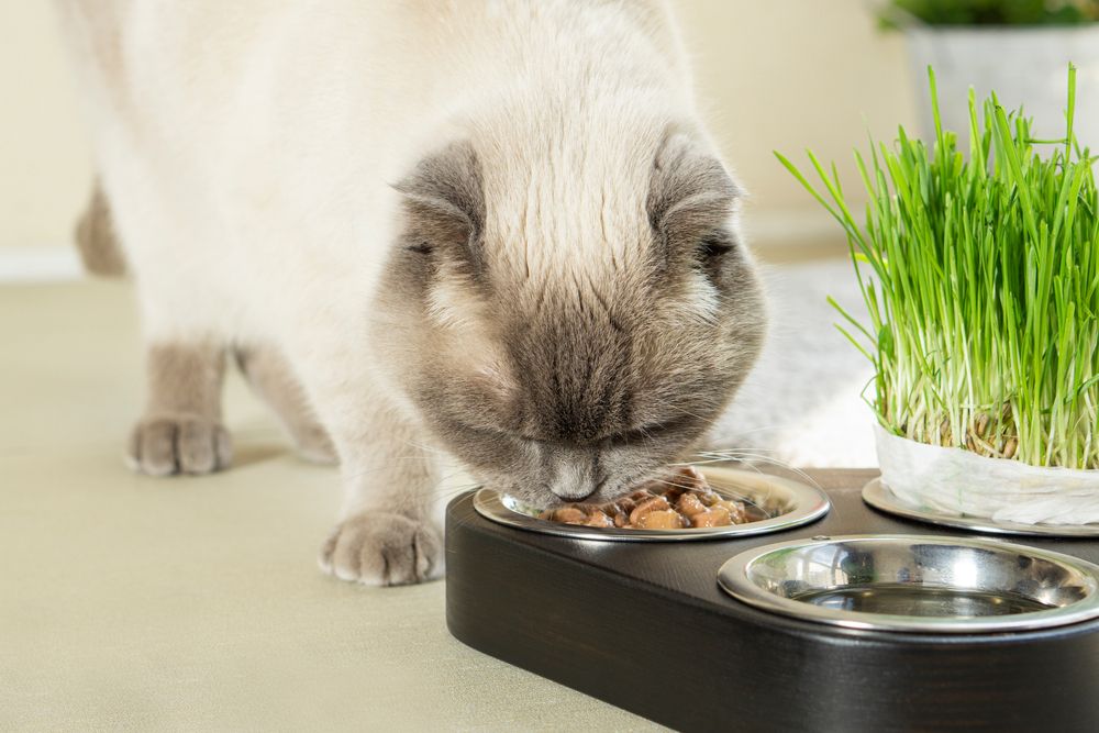 Gato Scottish Fold se deliciando com ração para gatos macia e úmida, saboreando cada mordida com evidente prazer e satisfação