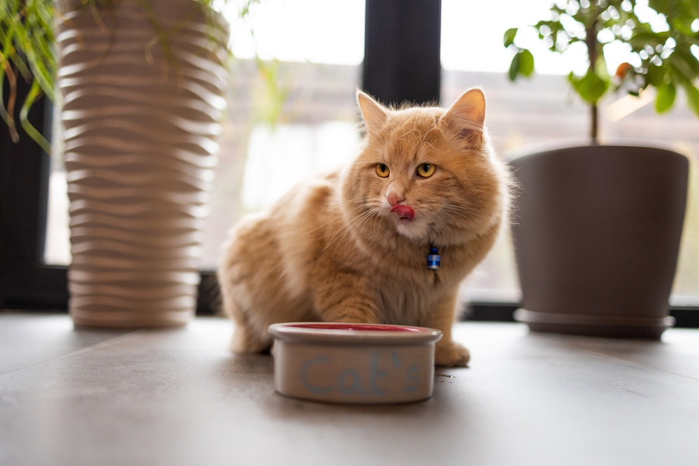 jovem gato ruivo depois de comer comida de um prato mostrando a língua