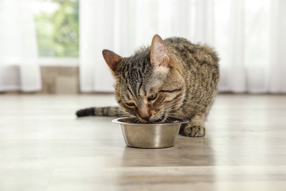 Gato malhado saboreando guloseimas para gatos no chão interno,