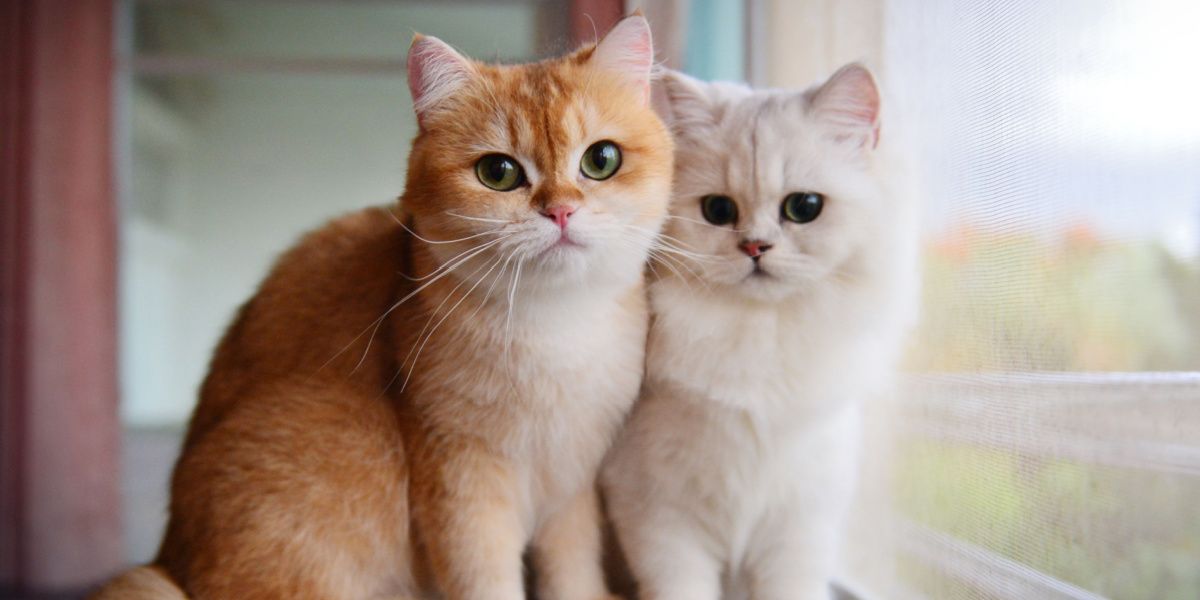 Imagem com dois gatos domesticados que lembram Garfield, posicionados perto de uma janela