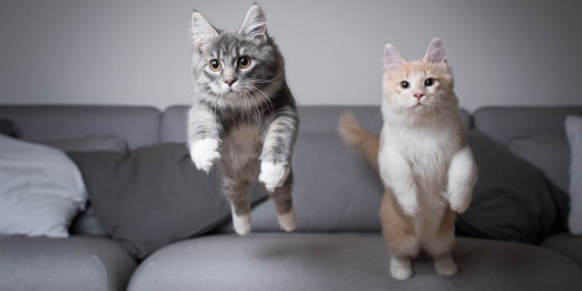 Dois gatinhos maine coon dando um grande salto do sofá.