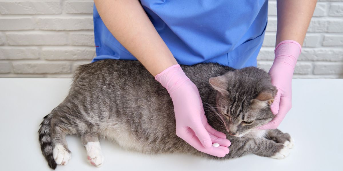 Veterinário administrando comprimidos orais a um gato