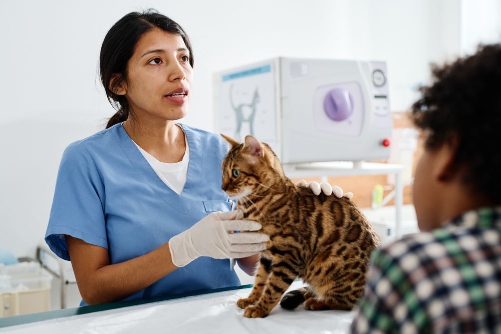 Veterinário conversando com proprietários de gatos de Bengala sobre a administração de medicamentos líquidos