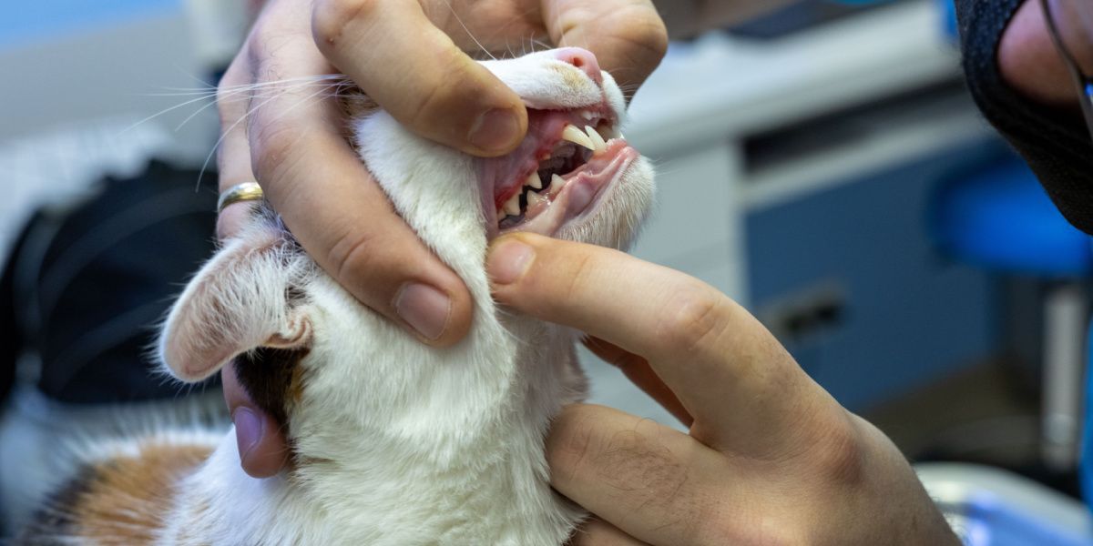 Imagem de um veterinário realizando um exame da cavidade oral de um gato