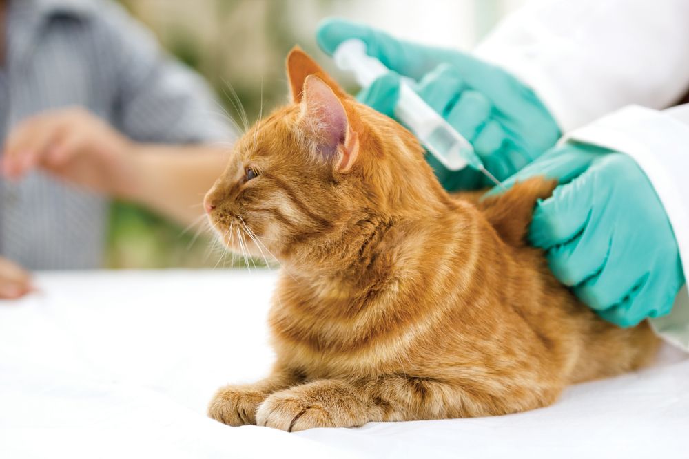 veterinário dando a vacina para o gato