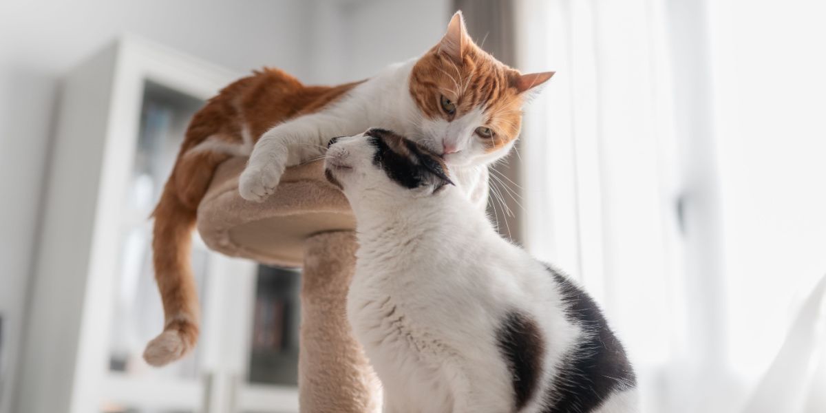 branco lambe a orelha de um gato preto