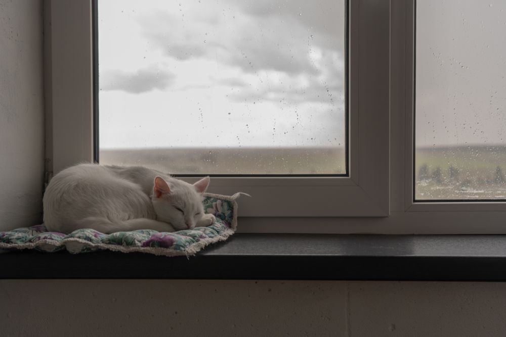 Um pequeno gato branco dorme pacificamente