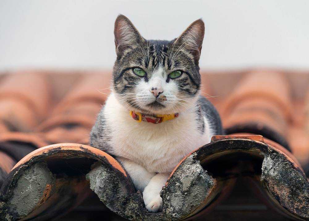 Fatos sobre gatos machos: Um gato macho malhado empoleirado em um telhado, examinando os arredores com uma atitude vigilante.