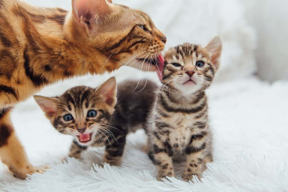 Uma adorável gata dourada de Bengala abraçada com seu gatinho, mostrando seu precioso vínculo.