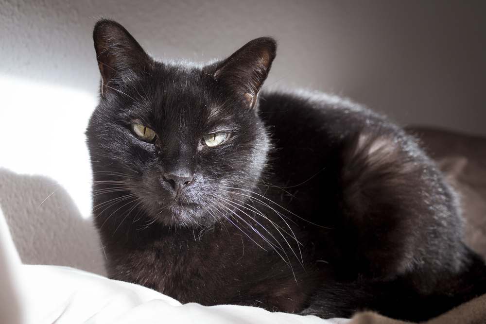 Gato preto com um caroço ou tumor visível no lábio.