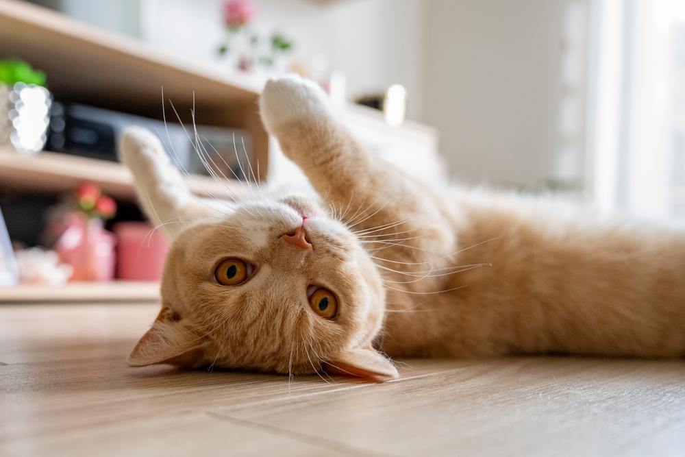 Gato britânico rolando em um chão limpo tratado com água sanitária