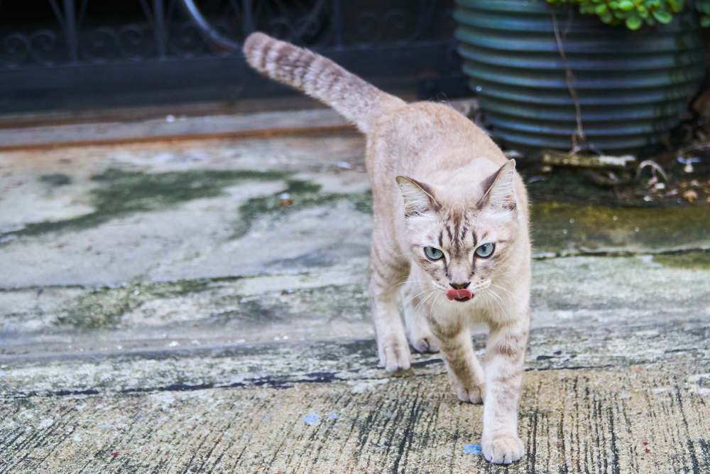 Os gatos podem encontrar o caminho de casa? Gato marrom caminhando graciosamente em uma estrada de cimento, mostrando seu passo elegante e confiante