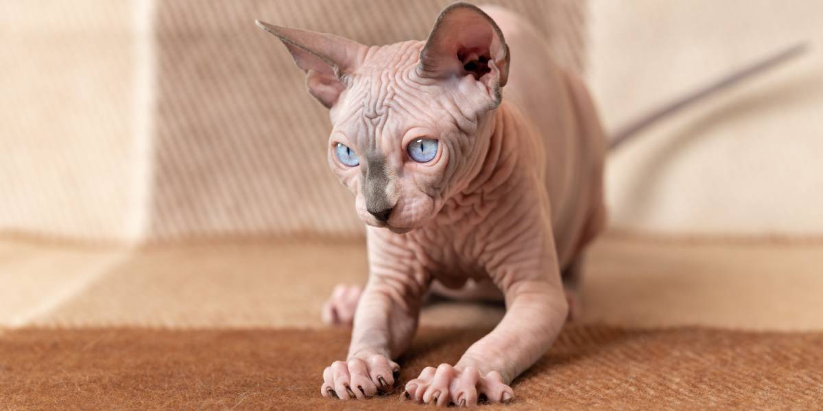 Nomes de gatos guerreiros: Gato macho Canadian Hairless Sphinx, exibindo a aparência única desta raça sem pêlos.