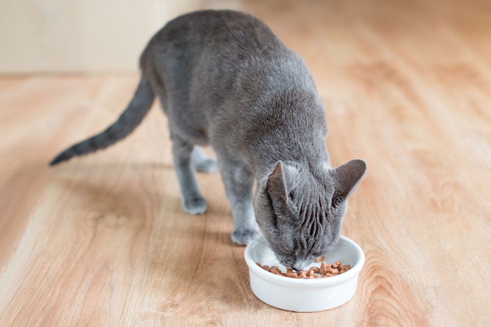 Glandex para gatos: Um gato cinza comendo comida úmida em uma tigela branca.