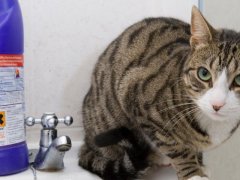 Cat in a bathroom sink next to a container of bleach.