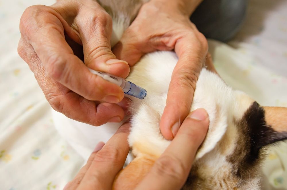 Selamectina para gatos: dono de gato administra medicamento contra pulgas para o bem-estar e conforto de seu gato