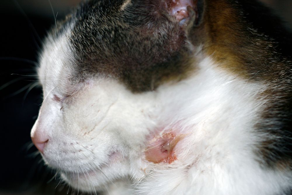 Mosca bot em gatos: imagem de uma ferida de gato com pus, indicando a necessidade de atenção e cuidados veterinários imediatos