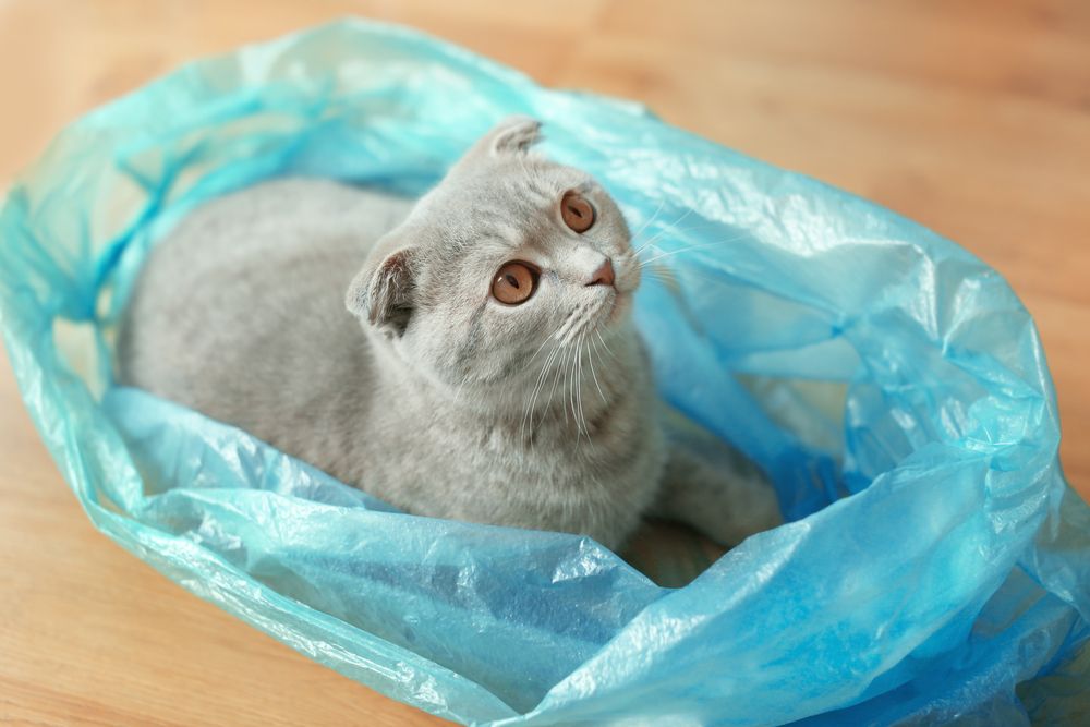 Gato adorável sentado confortavelmente dentro de um saco plástico