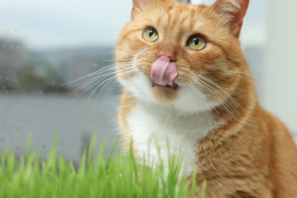 Gato ruivo fofo com um raminho de grama de trigo para gatos