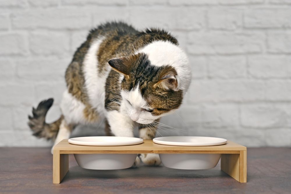 Gatos cobrem comida: Gato fofo parecendo curioso em frente a uma tigela dupla de comida, expressando interesse na hora das refeições