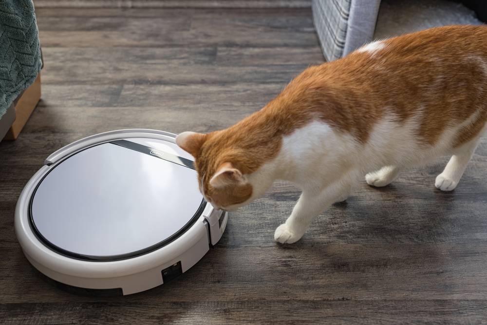 Bonito jovem gato doméstico bicolor laranja e branco olhando e cheirando um aspirador robótico, exibindo uma mistura de curiosidade e cautela