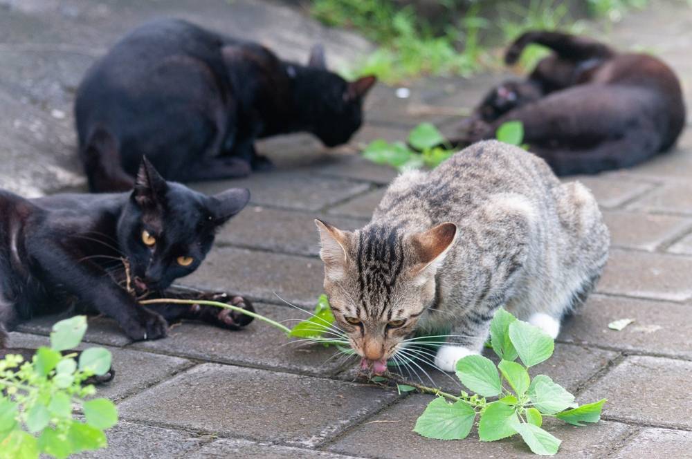 Gato brincalhão parecendo 'bêbado' depois de saborear uma videira prateada, uma cena alegre e divertida.