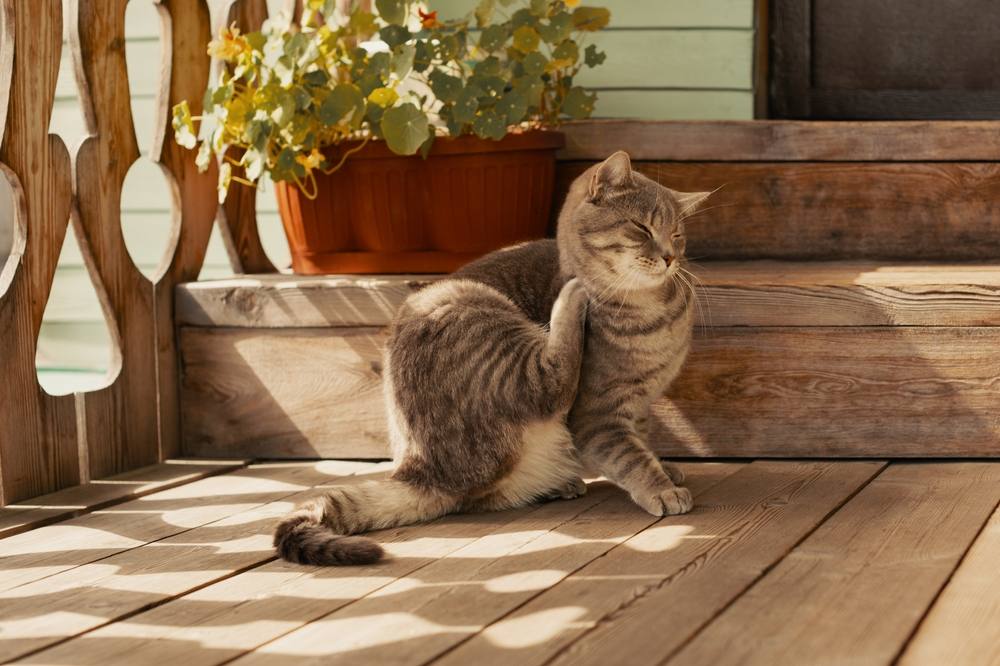 Selamectina para gatos: Gato com pulgas coçando o pescoço com a pata, destacando o desconforto causado pelas pulgas