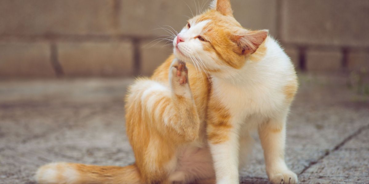 Gengibre e gato branco coçando atrás da orelha com a pata